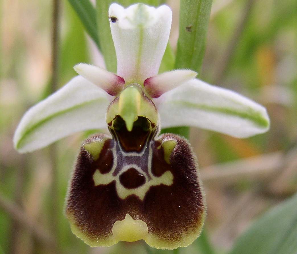 Ophrys holoserica